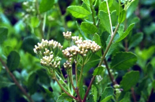 Sài Hồ (bắc)