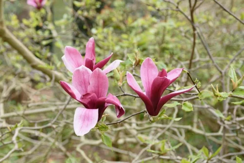 Tân di